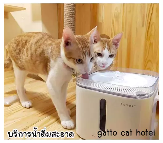 โรงแรมแมวที่ย้ำดื่มสะอาด