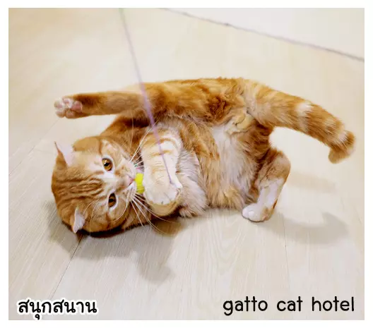 โรงแรมแมวที่ปล่อยเดินเล่น